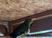 2 young kakarikis