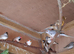 Job lot of zebra finches for sale