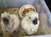 Hand Rearing Baby Umbrella Cockatoo Parrot