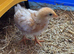 Trio of chicks - Pekin bantam and Warren hybrid chickens
