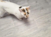 Calico cat super friendly to humans