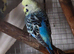 Young budgies