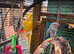 Indian ringneck parrot for sale