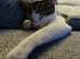 Lovely male kitten