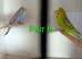 bonded budgie breeding pairs and double cage