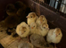 Bronze Turkeys hatched 12/6/26