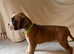 KC Reg Boxer Puppies 5 generations 1 Girl left.