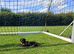Miniature dachshund