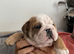 AMAZING CHUNKY BRITTISH BULLDOG PUPPIES