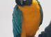 Blue and Gold Macaw