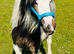 Cob gelding