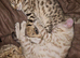 Snow and brown bengal kittens