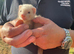 Ferret kits for sale
