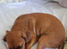 Mixed breed