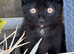 Lovely black kitten