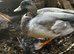 Call ducks
