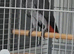 Male African Glasgow