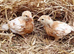 Female chicks chickens hens
