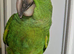 Handreared Baby Yellow Nape Amazon for sale in London
