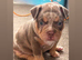 Pocket bully puppies Akbc registered