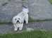 Handsome Lhasa Apso stud (Proven)
