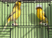 Males Crested Canary available