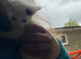 We have 6 beautiful kittens ready to leave next week