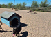 German shepherd cross staffy Milli