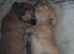 Longhaired miniature dachshunds