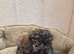 Stunning f2b cockapoo boy