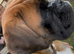 Boxer female 15 month