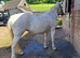13.3hh appaloosa x cob mare