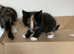 Maine coon cross kittens