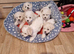 Bichon Frise Last Puppy Champion Bloodline