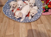 Bichon Frise Only One Left Champion Bloodline