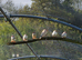 Java sparrows and zebra finches
