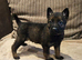 German Shepherd x Belgian Malinois