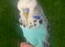 Lovely baby hand reared budgie