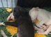 saluki collie gray