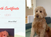 F1B Rare black standard Goldendoodle puppies in North Wales