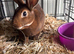 Mini Rex buck