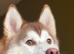 Husky