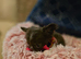 Stunning chocolate and white longcoat chihuahua female puppy
