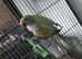 Proven male opaline turquoise Indian ringneck