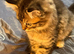 Beautiful tabby female available