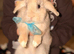 Boy bunny