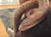 Sand Boa