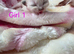 RAGDOLLS KITTENS /Reservation Open.