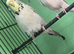 Texas clear body budgies for sale