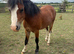 Stunning Welsh a pony